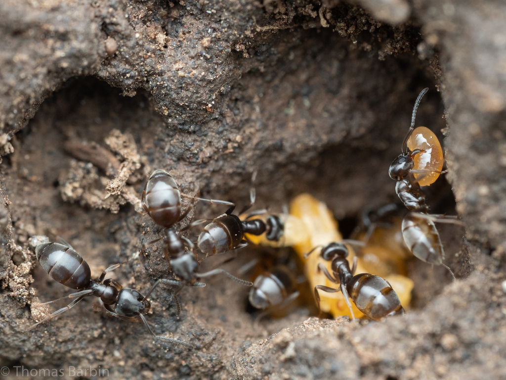 Odorous house ants entering nest near Accokeek MD foundation