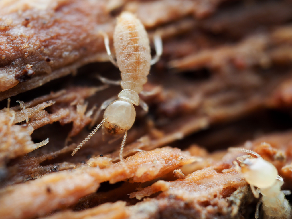 Eastern subterranean termite worker on damaged wood in Prince George's County home