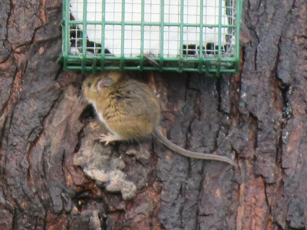 White-footed mouse on tree bark just below a wire suet feeder, the kind of backyard food source that draws mice toward Accokeek homes