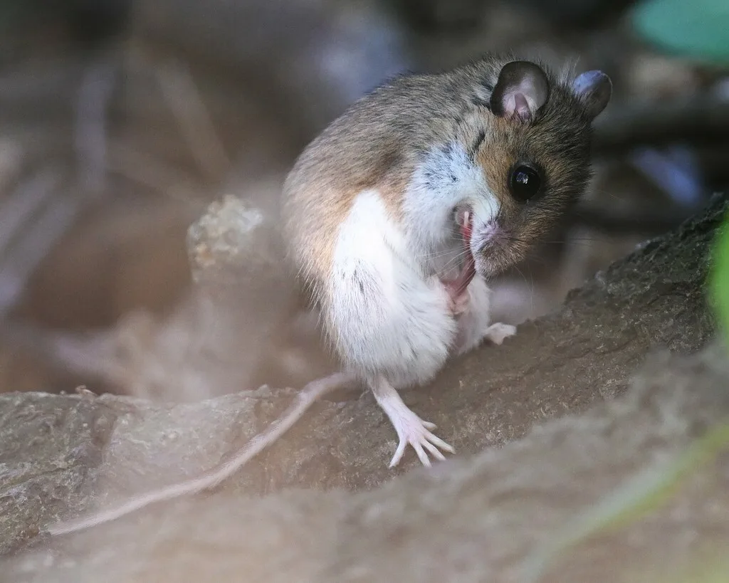 White-footed mouse sitting up on a log and showing its bright white belly and feet, the woodland mouse common on Accokeek lots