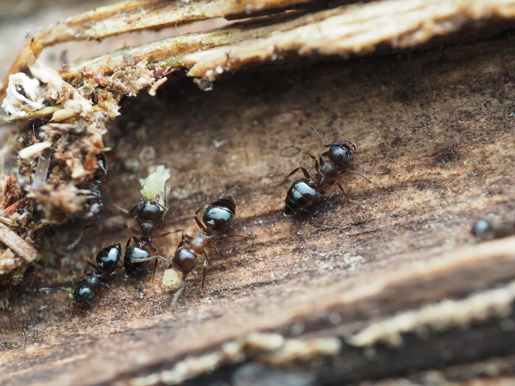 Acrobat ants on damp, rotting wood, a common nest site near Gaithersburg homes