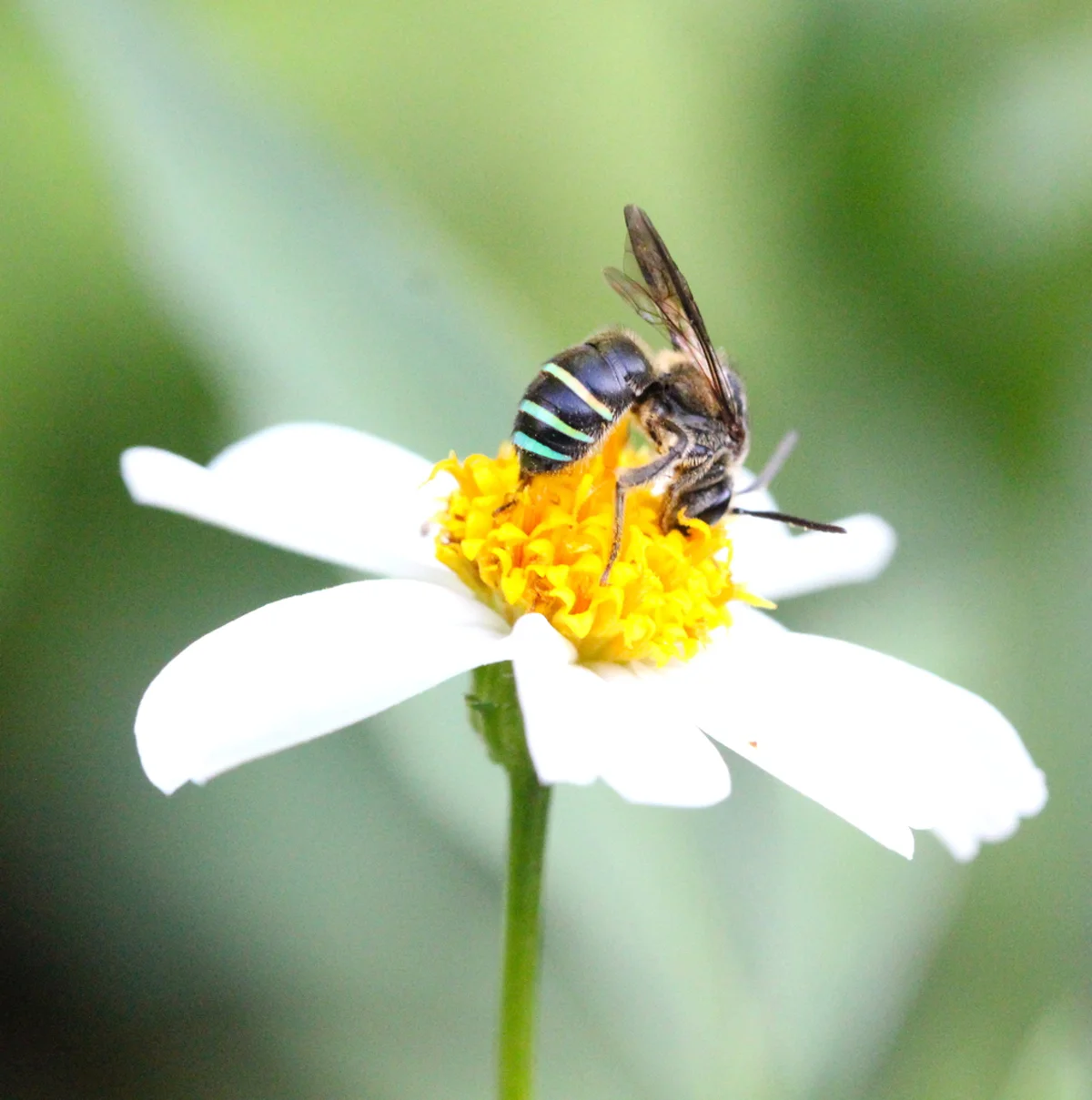 Alkali bee foraging on white flower