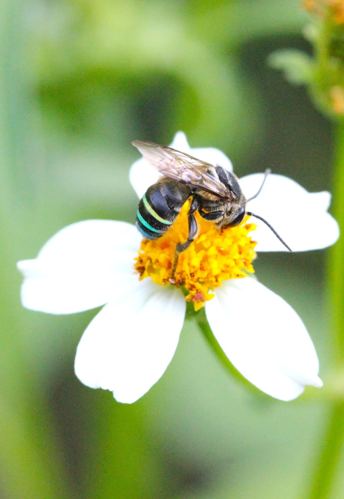 Alkali bee collecting pollen from daisy