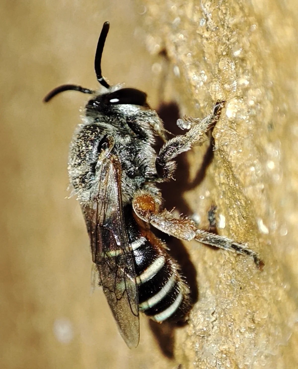 Alkali bee on rocky surface near nesting area