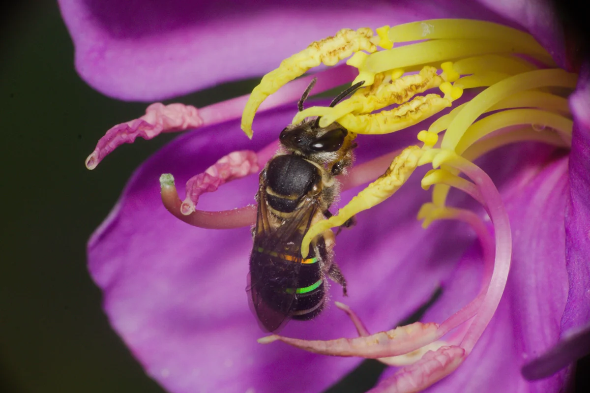 Alkali bee foraging on purple flower