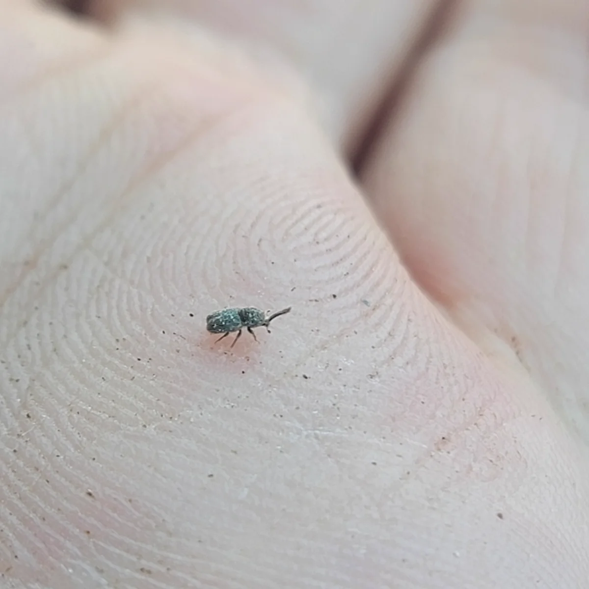 Small ambrosia beetle on human hand showing its tiny size compared to fingerprint ridges