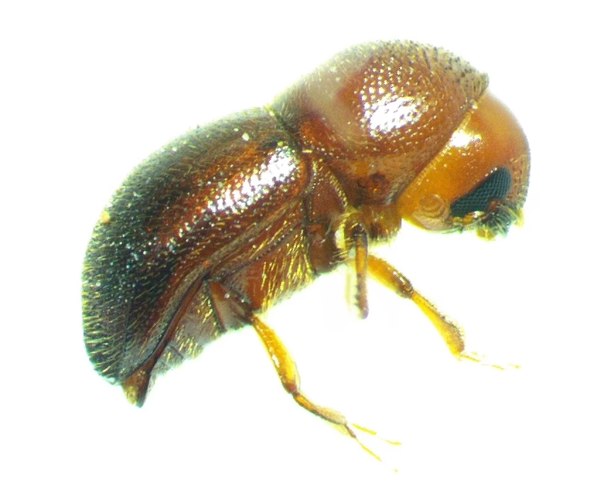 Side profile of a granulate ambrosia beetle showing its cylindrical body shape and reddish-brown coloring