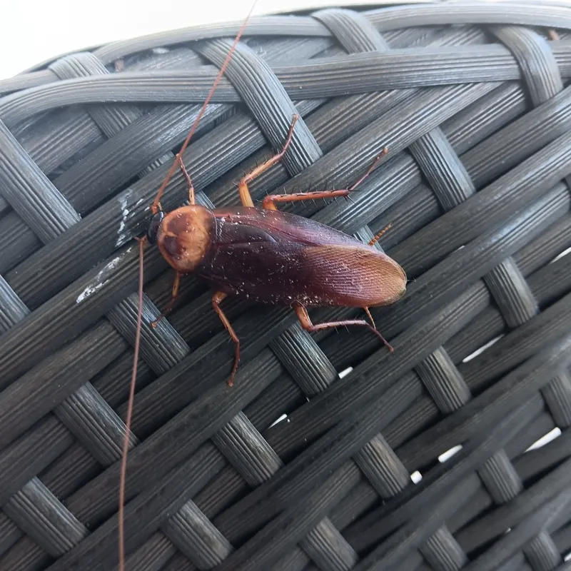 Close-up of an American cockroach showing its reddish-brown coloring and long antennae