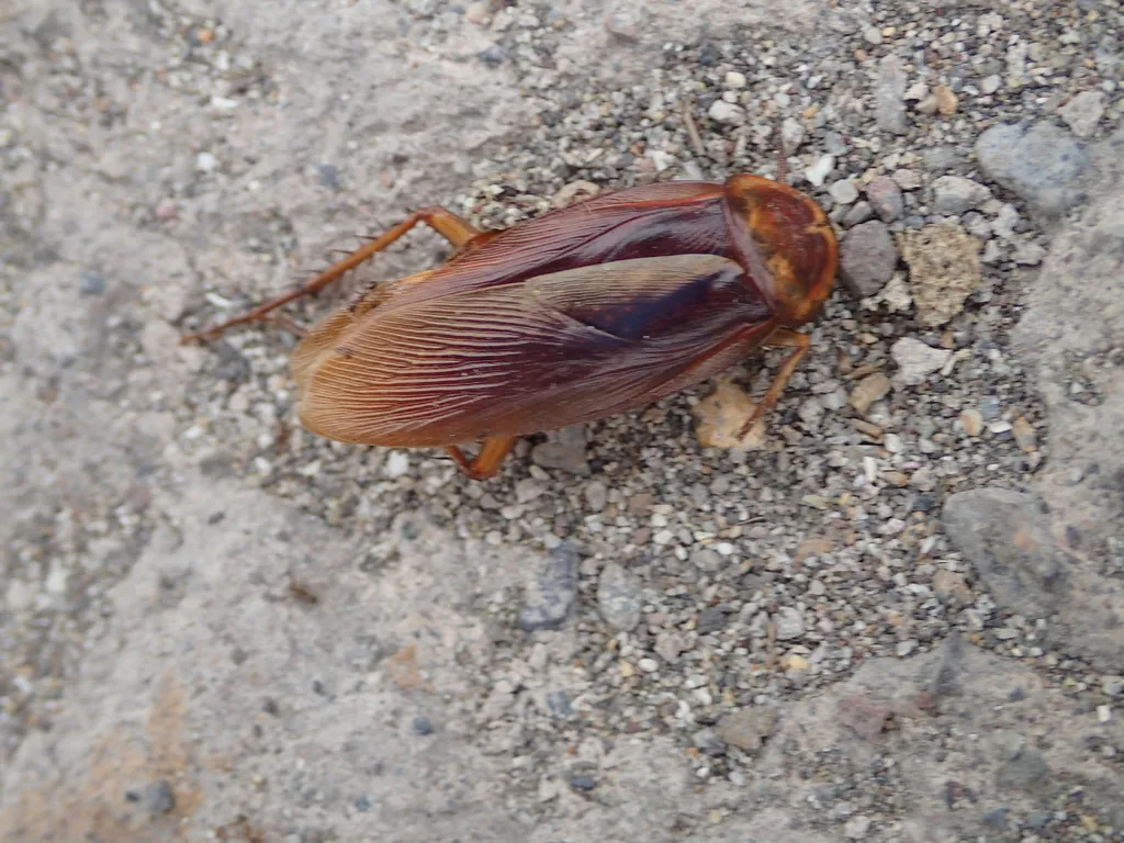 American cockroach close-up, one of the most common household pests in Oxon Hill and southern Prince George's County
