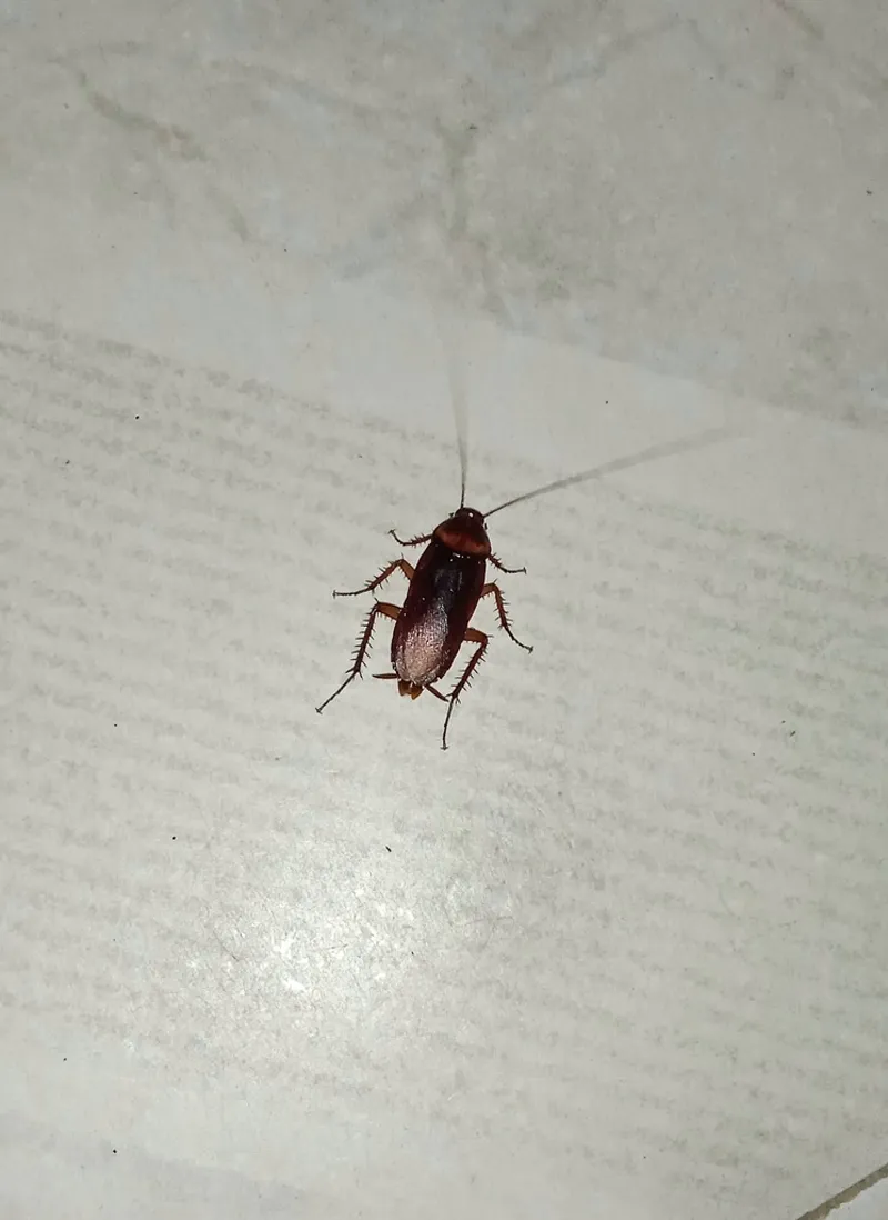 American cockroach showing reddish-brown coloring