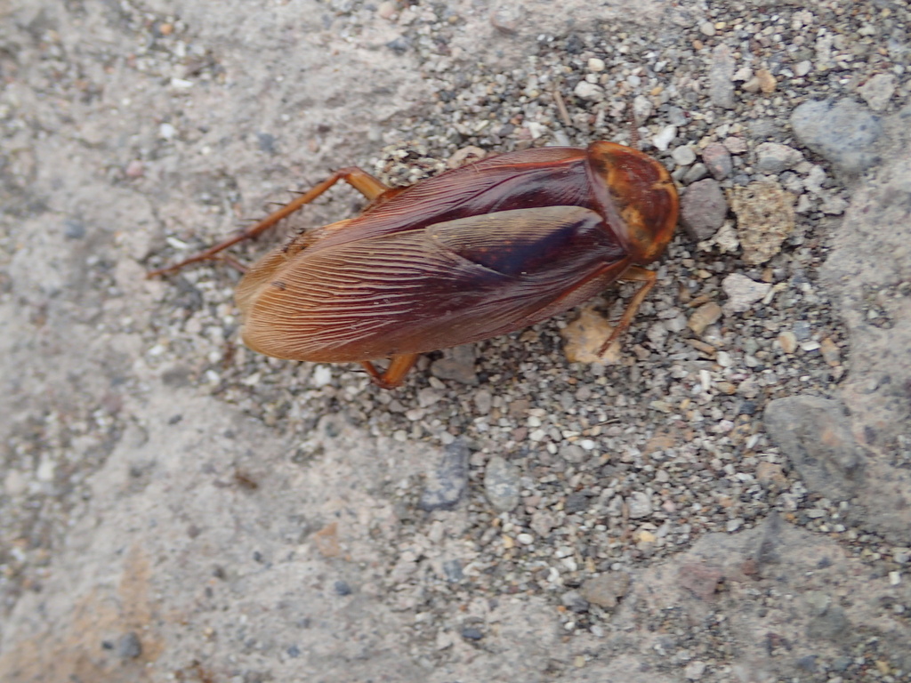 American cockroach commonly found in Greenbelt MD homes with older foundations