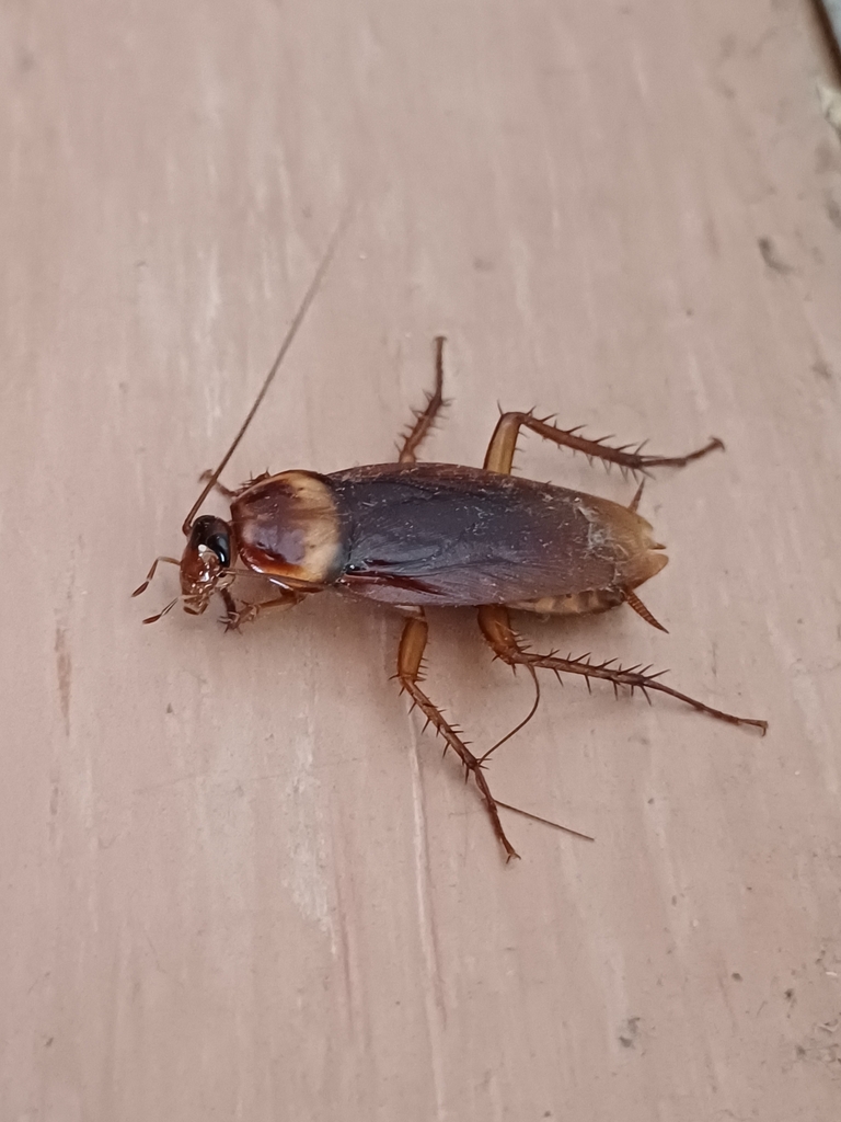 American cockroach close-up commonly found in Clinton MD homes with older construction and crawlspaces