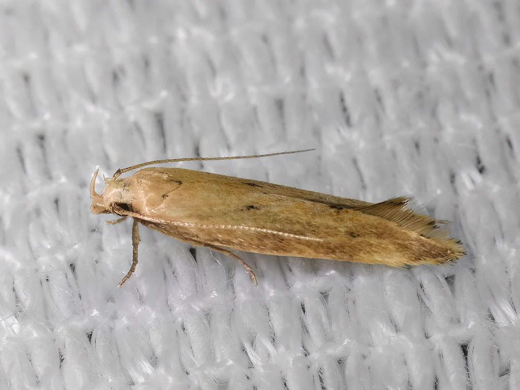 Angoumois grain moth with plain buff wings and fringed edges