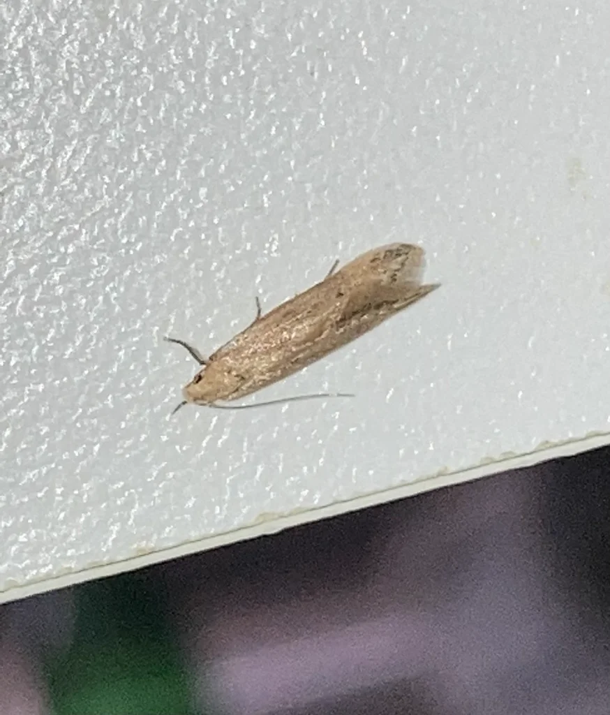 Angoumois grain moth resting on a white wall showing its narrow wing shape