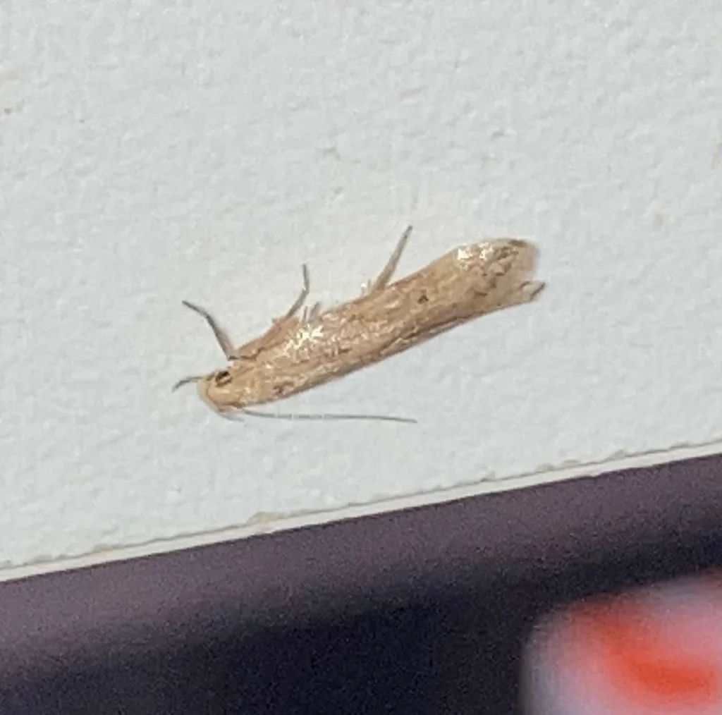 Angoumois grain moth displaying its distinctive pointed hindwings and antennae