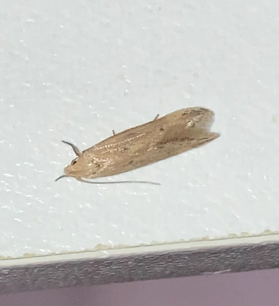 Close-up of Angoumois grain moth showing wing detail and body structure