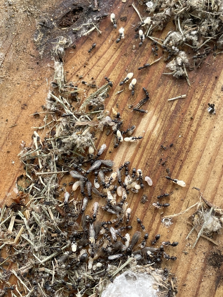 Ant colony with brood found near a foundation in Locust Grove Virginia