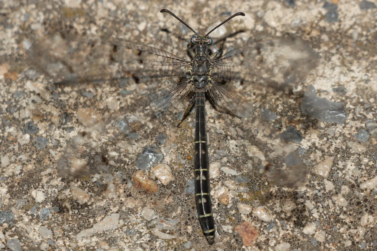 Adult antlion on stone surface showing mottled wing patterns and distinctive clubbed antennae