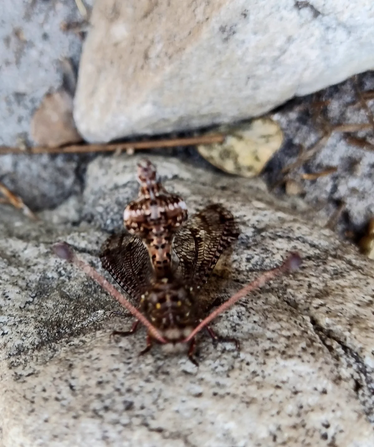 Antlion larva (doodlebug) showing plump body and large sickle-shaped mandibles