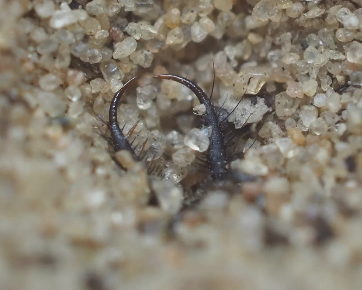 Antlion larva partially buried in sand pit waiting to ambush prey