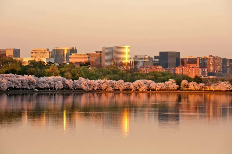 picture of arlington virginia city buildings with cherry tree