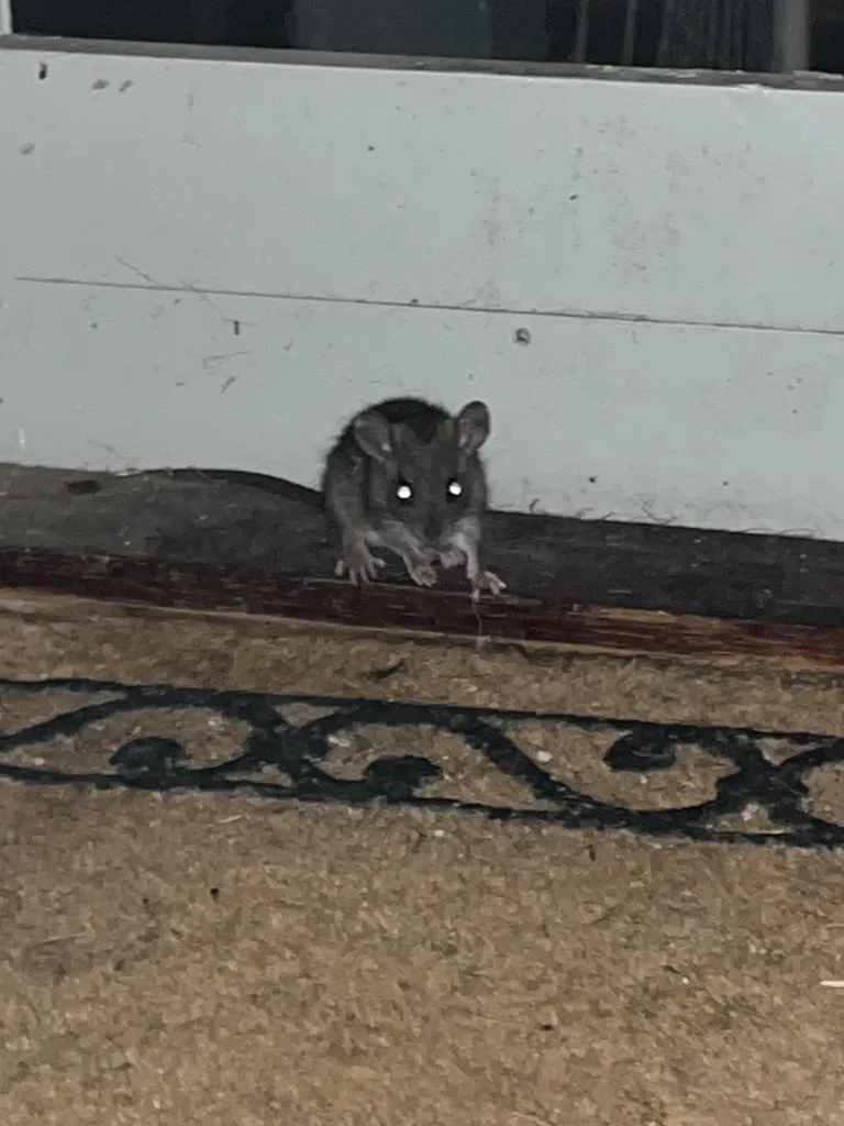 House mouse near door threshold showing common entry point in Ashburn home