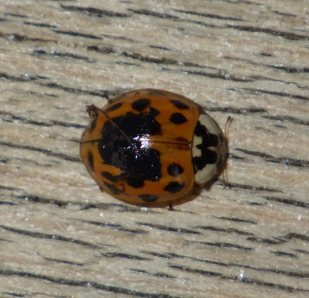 Asian lady beetle with M-shaped marking