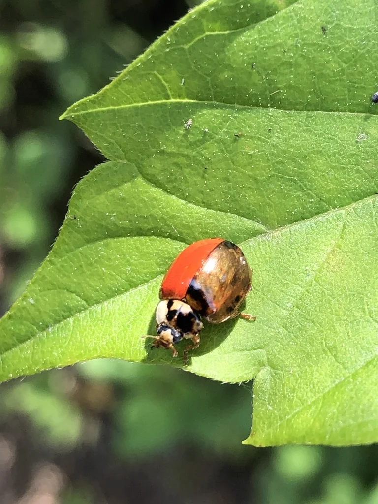 Asian lady beetle on green leaf in natural habitat showing orange-red coloring and M-shaped head marking