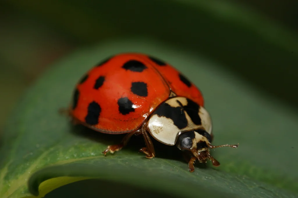 Side profile of Asian lady beetle showing dome-shaped body and leg structure