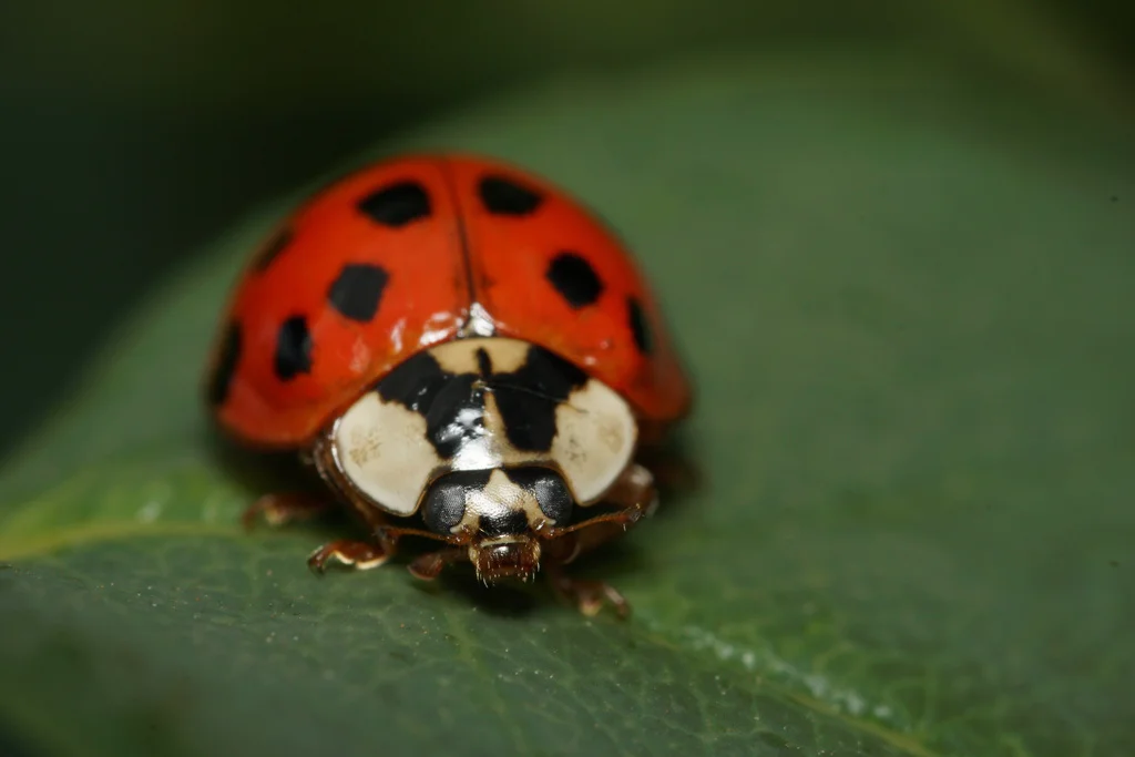 Front view of Asian lady beetle displaying the characteristic white M-shaped marking on pronotum