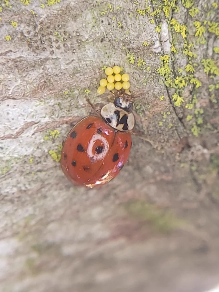 Asian lady beetle with yellow egg cluster on tree bark