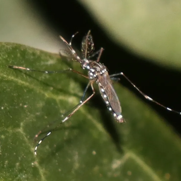 Asian tiger mosquito (Aedes albopictus) commonly found in shaded Bethesda yards near Rock Creek Park