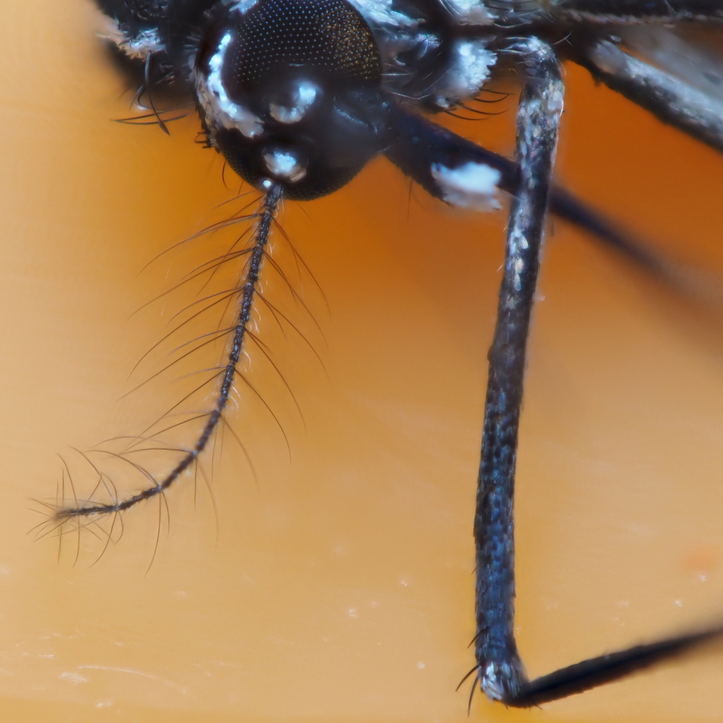 Macro close-up of an Asian tiger mosquito, the most aggressive daytime biter in Chevy Chase MD