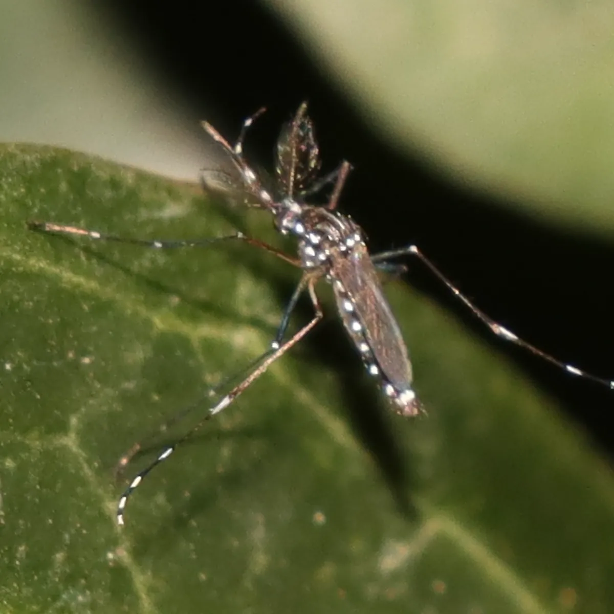 Asian tiger mosquito resting on a green leaf, showing the distinctive black-and-white striped legs common in Stephenson neighborhoods