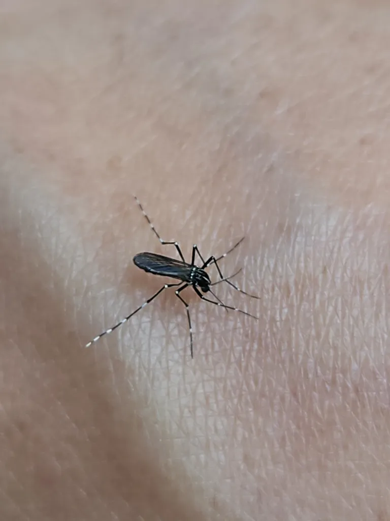 Mosquito on skin near a Stephenson home in the Shenandoah Valley