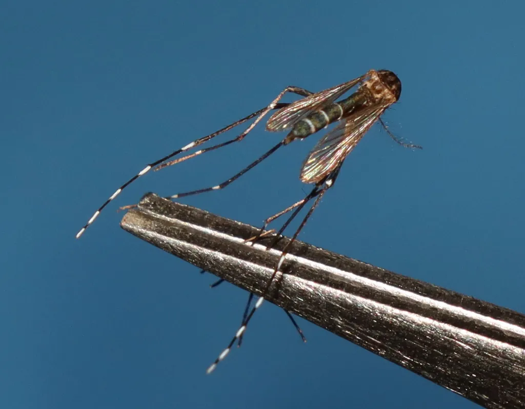 Asian tiger mosquito with distinctive black and white striped legs found throughout Arlington County
