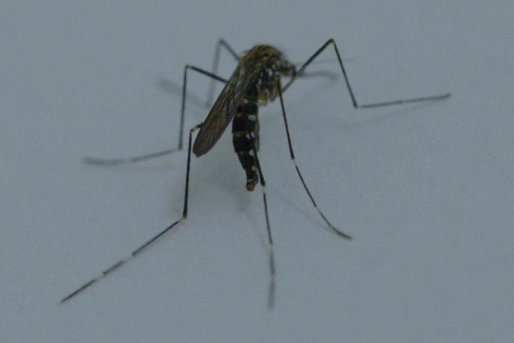 Side view of an Asian bush mosquito resting on a light surface showing full body profile