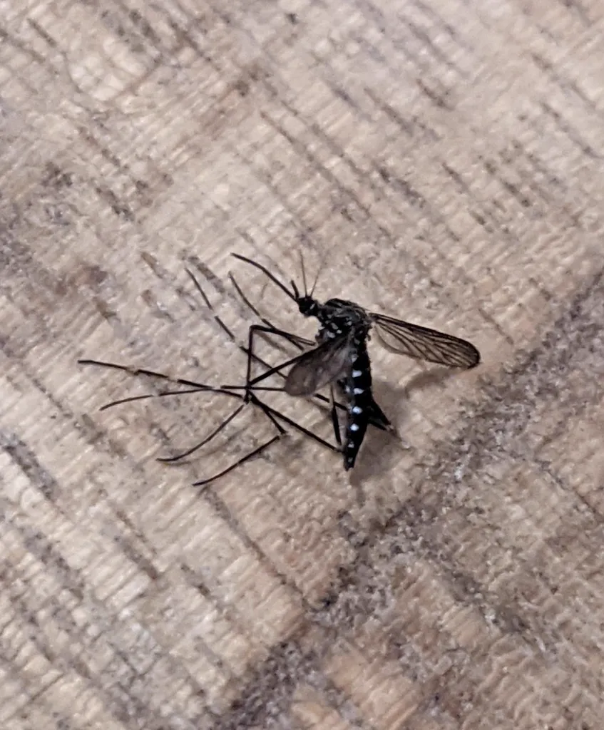Asian bush mosquito on wood displaying distinctive banded leg pattern