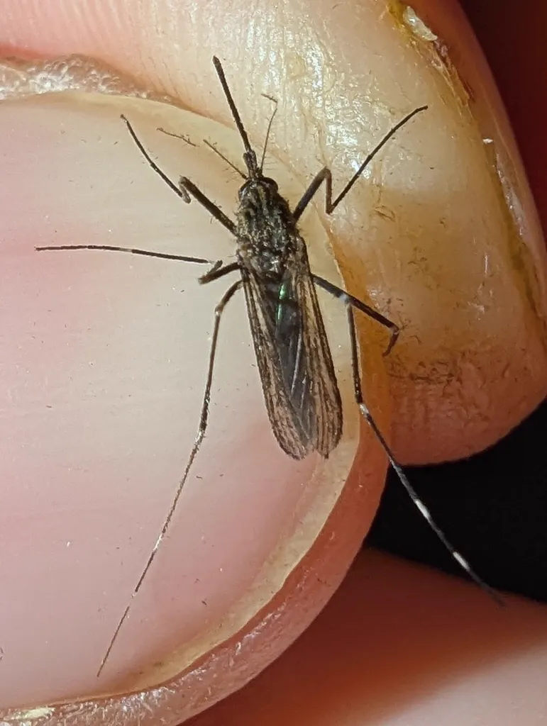 Close-up of Asian bush mosquito on fingernail showing relative size