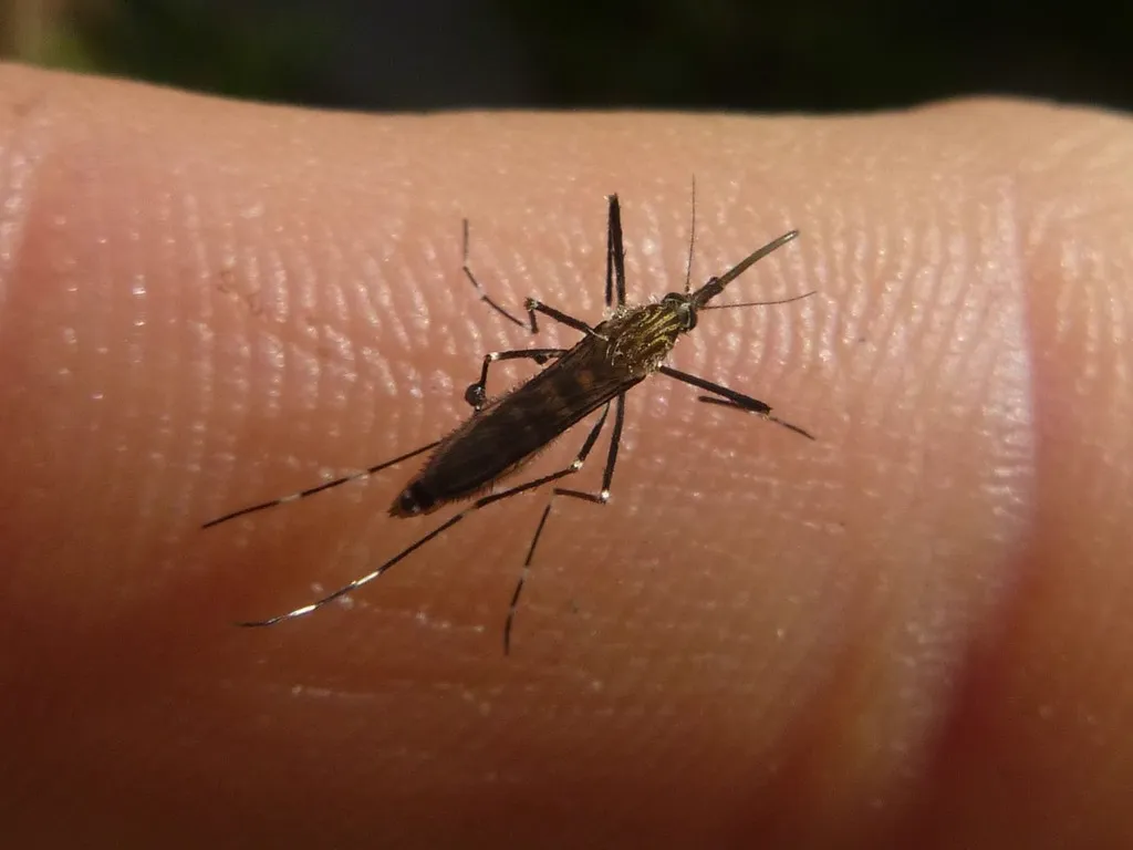 Asian bush mosquito feeding on human skin