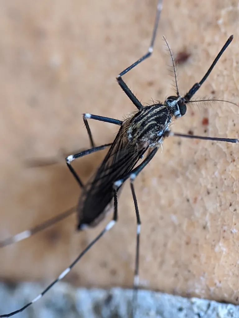 Asian bush mosquito in profile showing golden lyre-shaped pattern on thorax