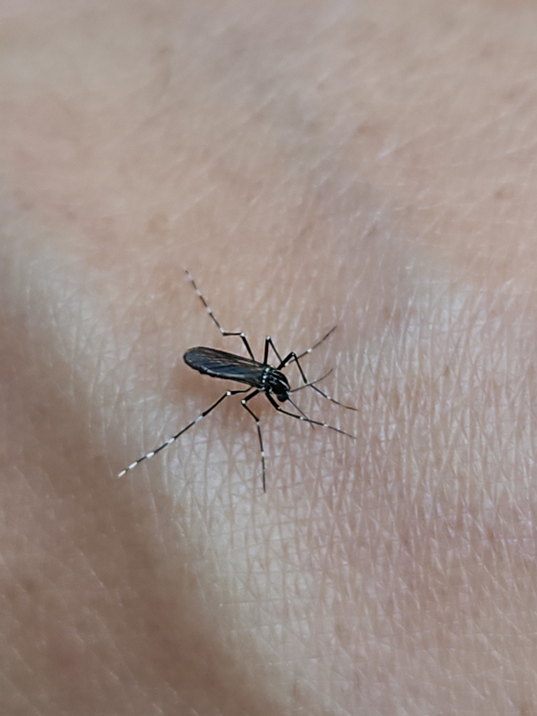 Asian tiger mosquito on skin showing distinctive black and white striped legs found in Silver Spring