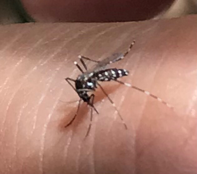 Close-up of mosquito showing distinctive markings common in Fairfax County