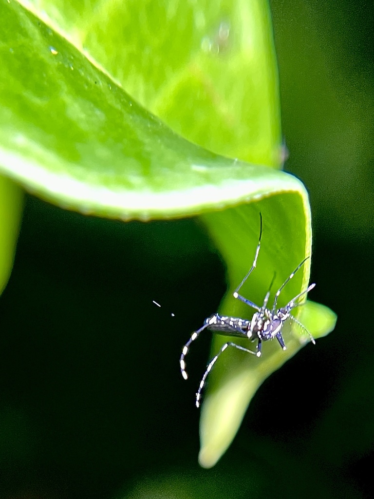Mosquito resting on vegetation near Fort Belvoir Virginia