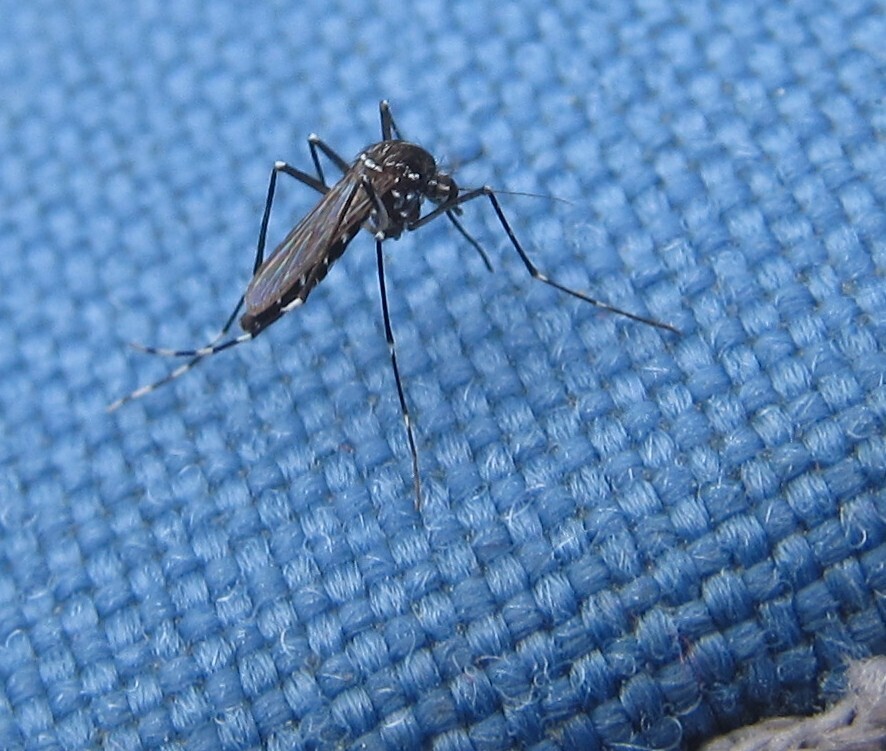 Asian Tiger Mosquito - common mosquito species in Fort Belvoir and Northern Virginia