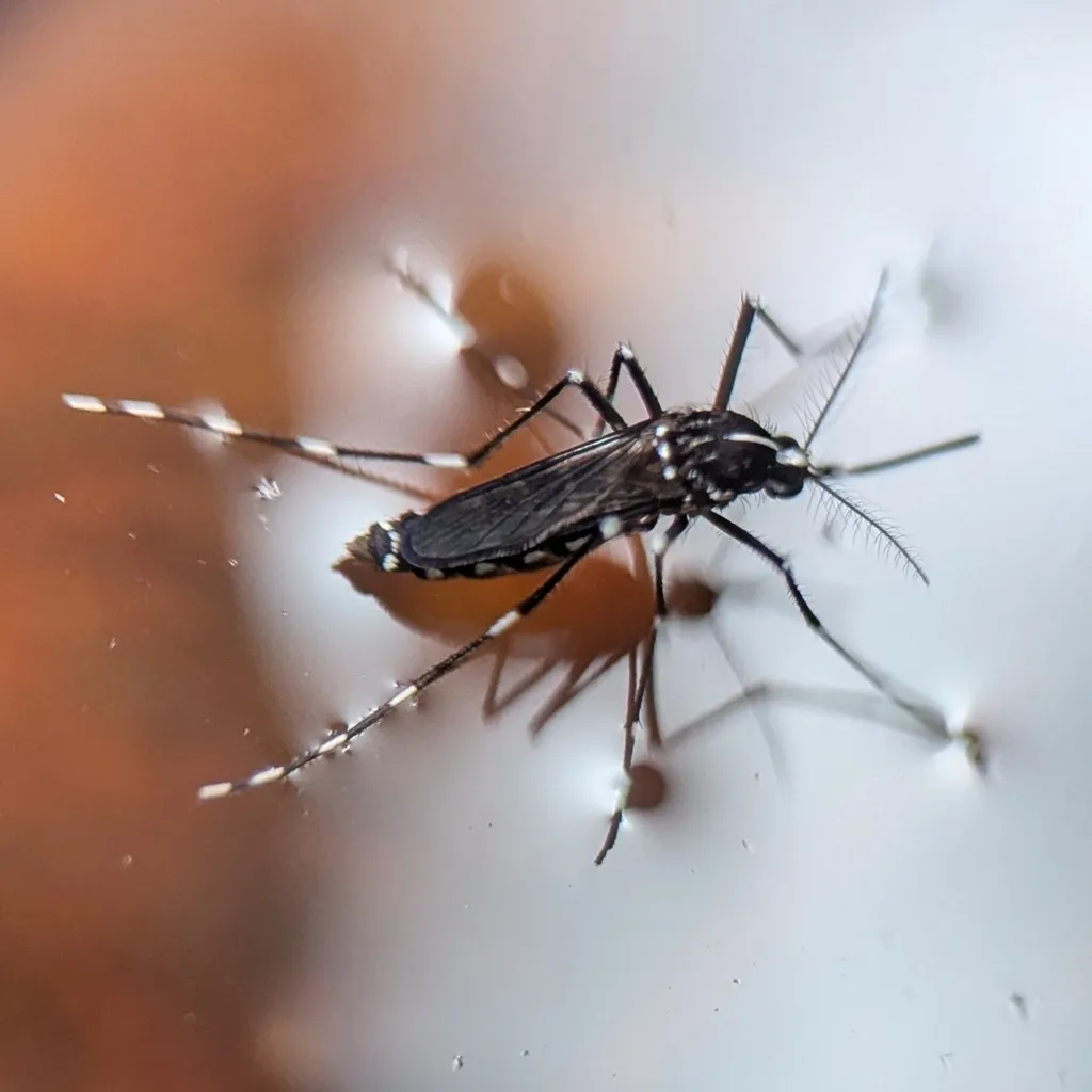 Close-up of an Asian tiger mosquito, the most aggressive mosquito species in the Chantilly area