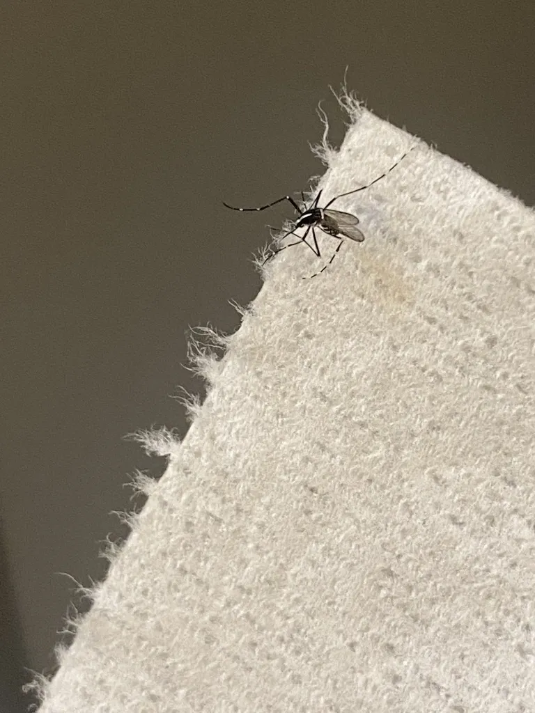 Asian tiger mosquito resting on household fabric showing the distinctive black and white striped body common in McLean VA neighborhoods