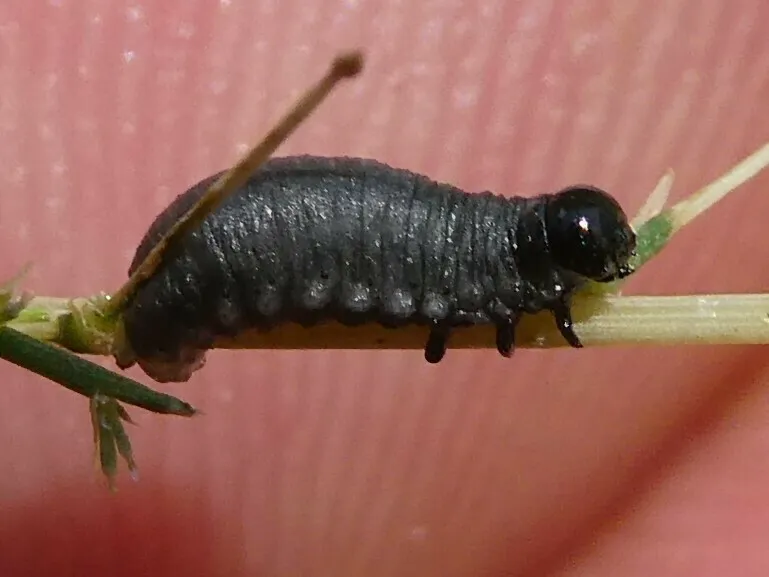 Dark gray asparagus beetle larva clinging to an asparagus stem with visible black head and legs