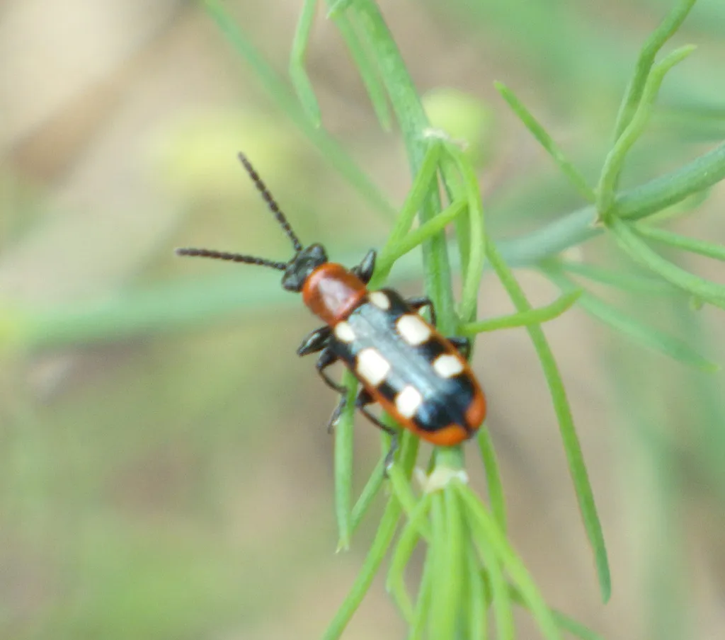 Common asparagus beetle resting on an asparagus fern in its natural garden habitat