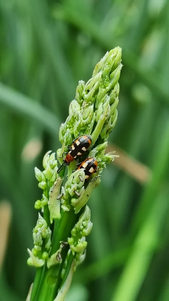 Common asparagus beetle on the tip of an asparagus spear showing typical feeding behavior